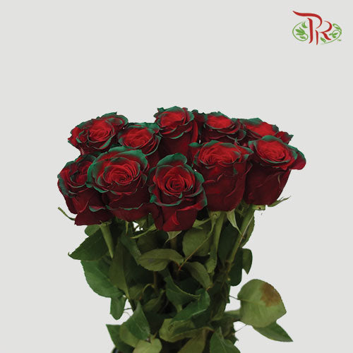 Ceres Rose - Christmas Edge (10 Stems) - Pudu Ria Florist
