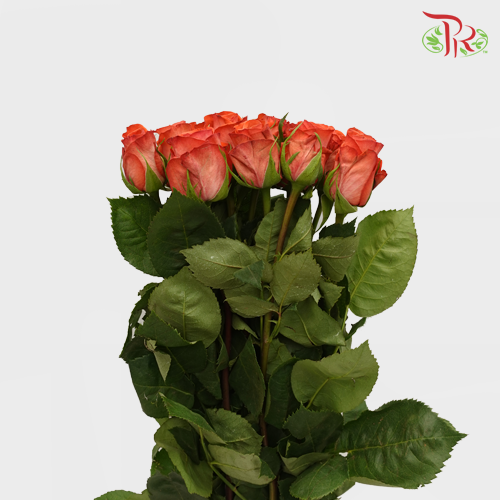 Rose - Americano (10 Stems) - Pudu Ria Florist