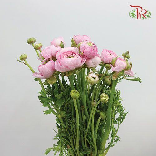 Ranunculus - Pink (5 Stems) ***FRAGILE - Pudu Ria Florist