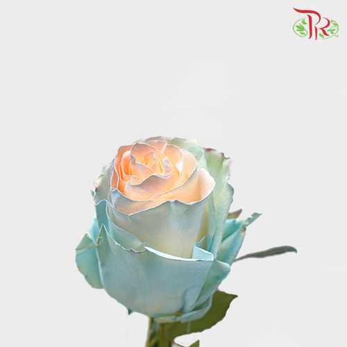 Ceres Rose - Jelly Fish 2 (10 stems) - Pudu Ria Florist