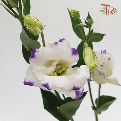 Eustoma - Solo Blue Picotee (10 Stems) - Pudu Ria Florist