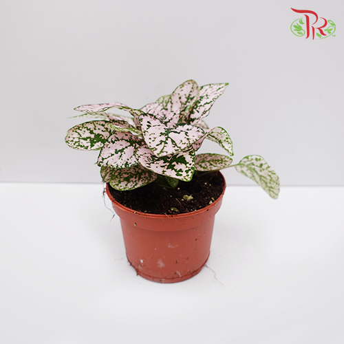 Hypoestes《嫣红蔓》- Pink - Pudu Ria Florist