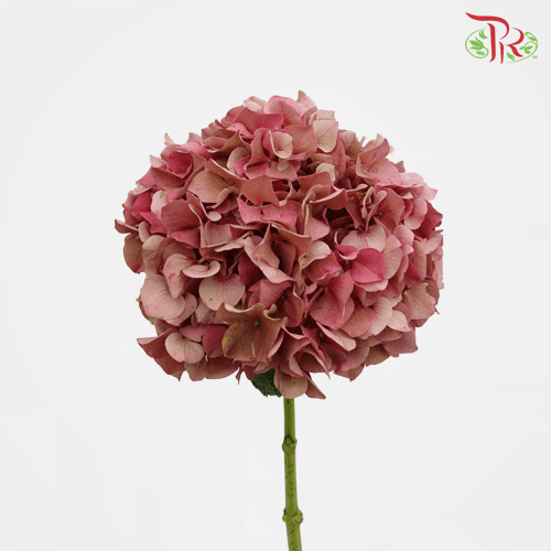 Hydrangea - Tea Colour (Per Stem) - Pudu Ria Florist
