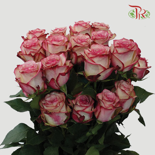 Rose - Paloma (25 Stems) - Pudu Ria Florist