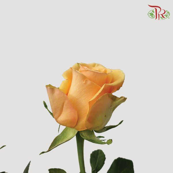 Ceres Rose - Cumbia (10 stems) - Pudu Ria Florist