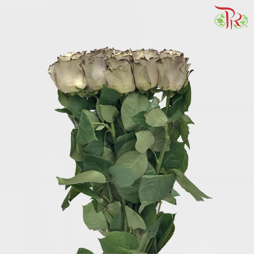 Ceres Rose - Powder Coffe (10 Stems) - Pudu Ria Florist