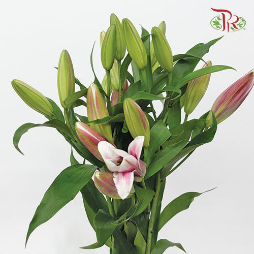 Lily - Pink (5 Stems) - Pudu Ria Florist