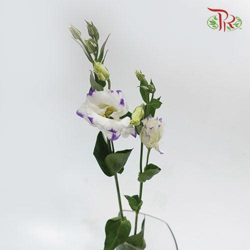 Eustoma - Solo Blue Picotee (10 Stems) - Pudu Ria Florist