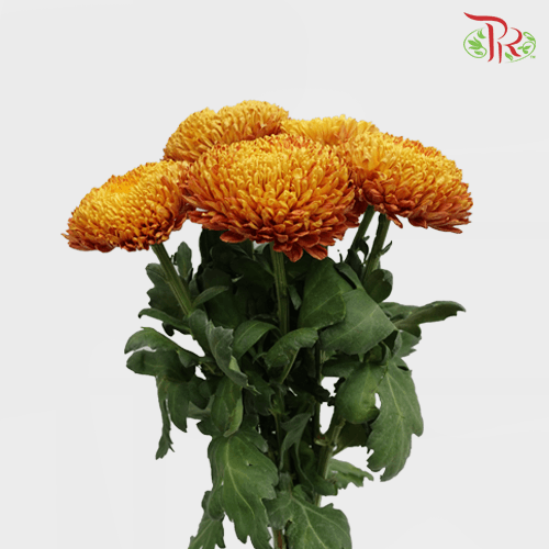 Fatt Choy Mum - Choy Kuk (6 Stems) GRADE AA-Orange-Grade A-Malaysia-prflorist.com.my