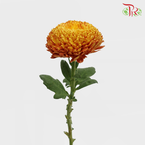 Fatt Choy Mum - Choy Kuk (6 Stems) GRADE AA-Orange-Grade A-Malaysia-prflorist.com.my