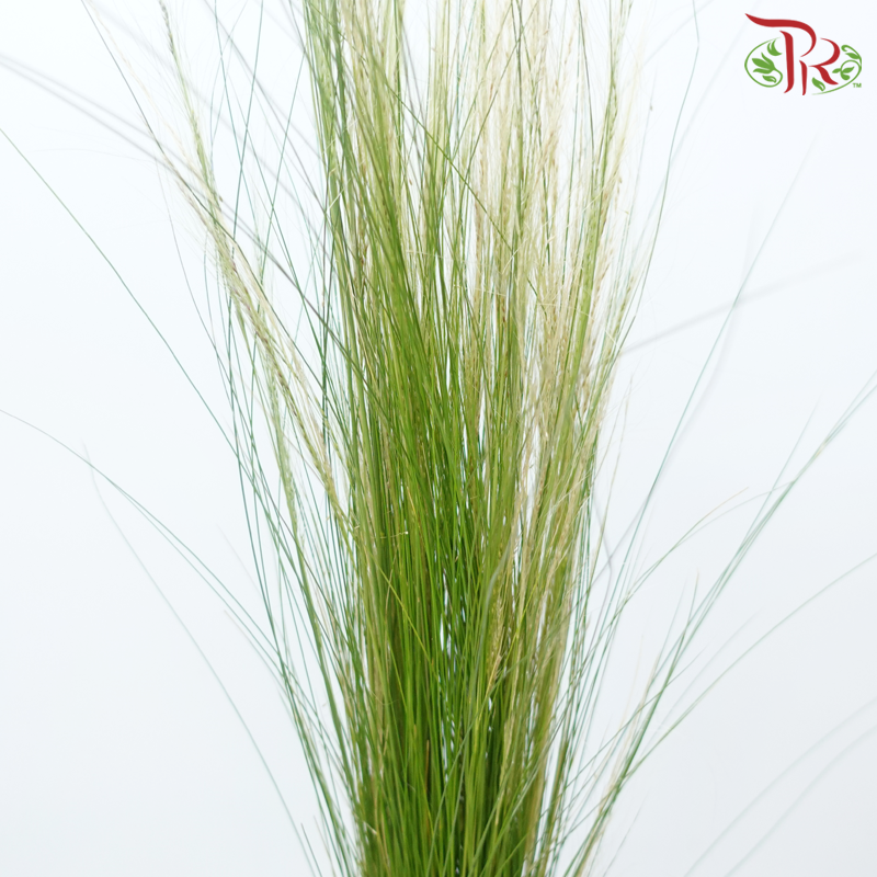 Feather Grass - (Per Bunch)-China-prflorist.com.my