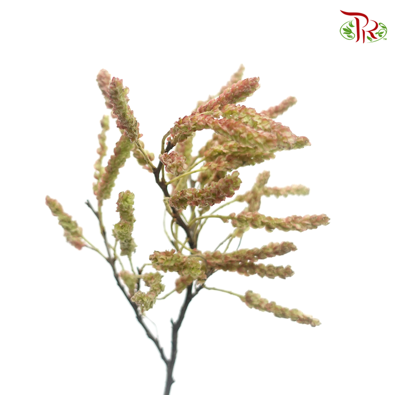 Feng Qiu Hua - Light Brown (Per Bunch)-Brown-China-prflorist.com.my