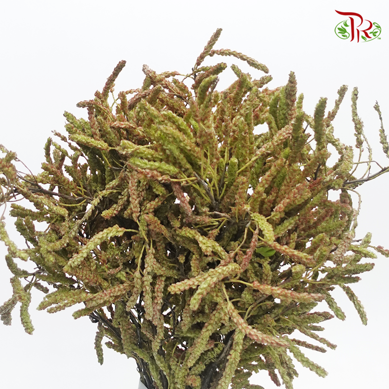 Feng Qiu Hua - Light Brown (Per Bunch)-Brown-China-prflorist.com.my