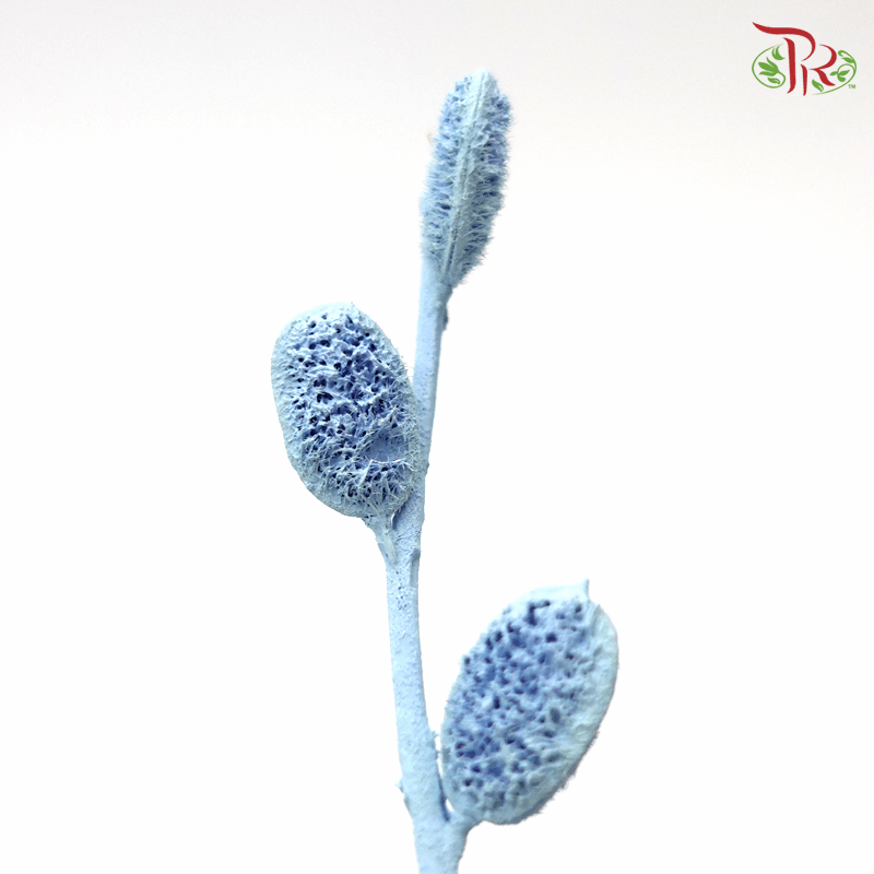 Fibigia Preservative ( 1016-0-602 )-Blue-Japan-prflorist.com.my