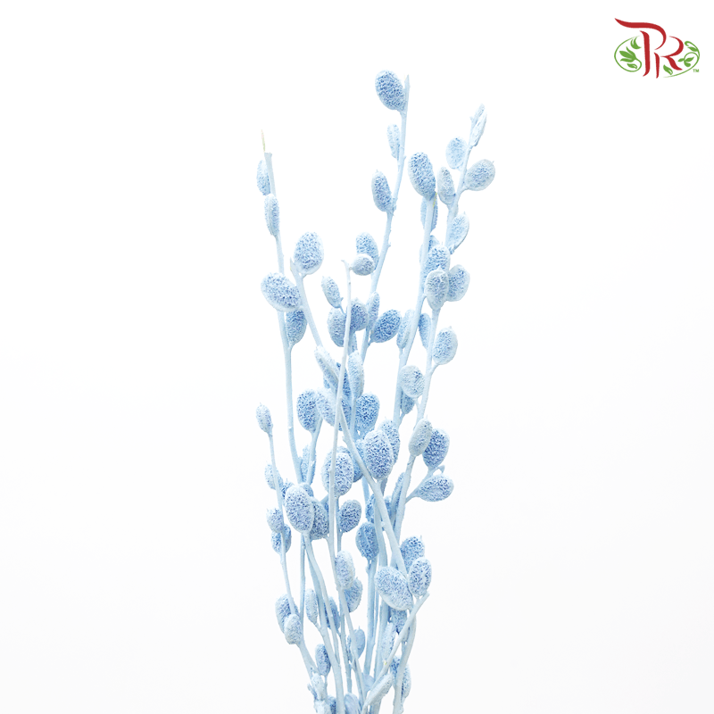 Fibigia Preservative ( 1016-0-602 )-Blue-Japan-prflorist.com.my