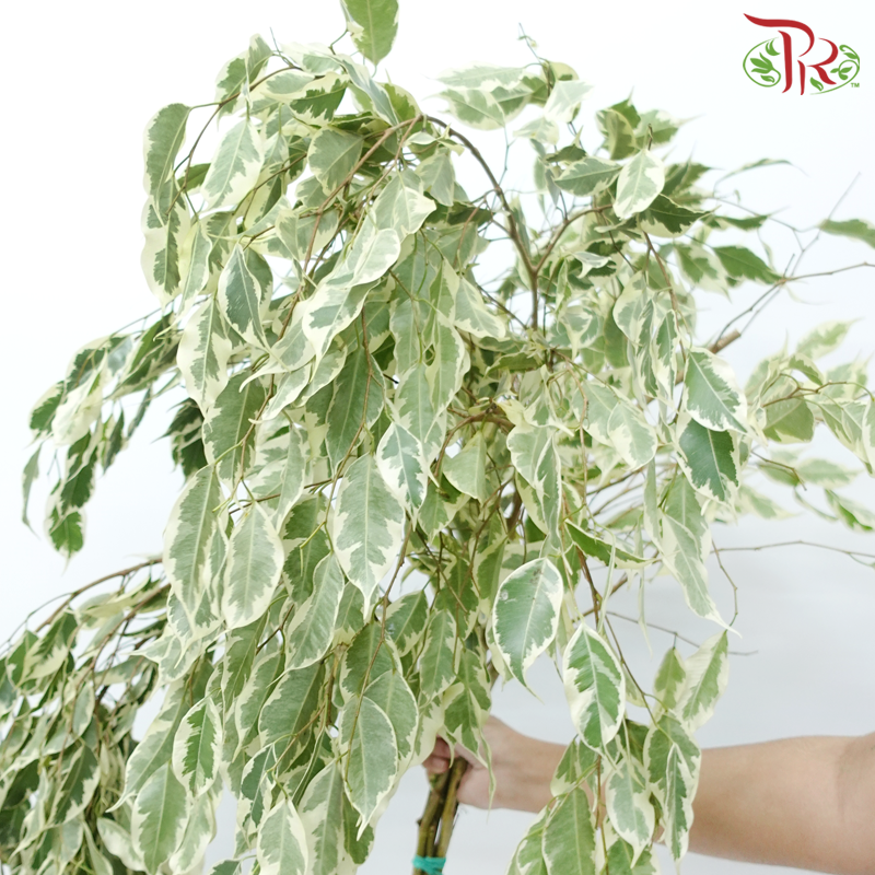 Ficus Benjamina (2 Tones) - (Per Bunch)-Malaysia-prflorist.com.my