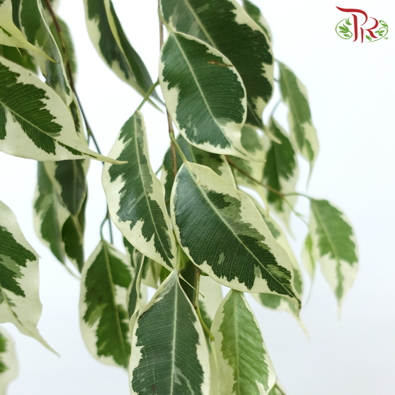 Ficus Benjamina (2 Tones) - (Per Bunch)-Malaysia-prflorist.com.my