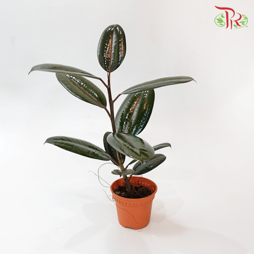 Ficus Burgundy《印度榕》-Pudu Ria Florist-prflorist.com.my
