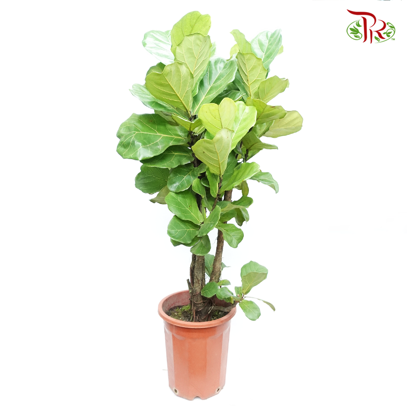 Ficus Lyrata (130-150CM)《琴叶榕》-Pudu Ria Florist-prflorist.com.my