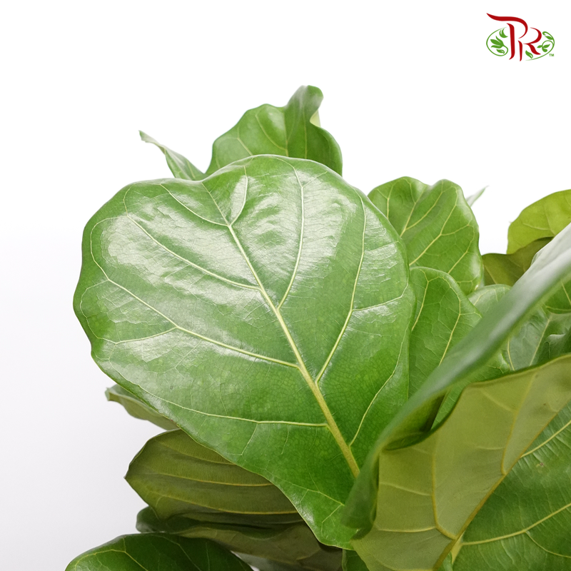 Ficus Lyrata (130-150CM)《琴叶榕》-Pudu Ria Florist-prflorist.com.my