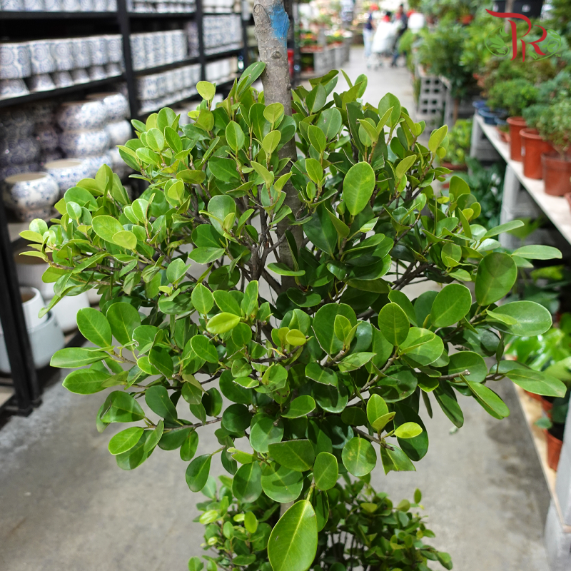 Ficus Microcarpa 5ft《人参榕》