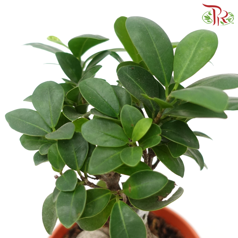 Ficus Microcarpa 《人参榕》-Pudu Ria Florist-prflorist.com.my