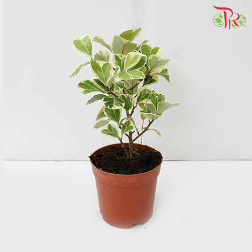 Ficus Sweetheart《三角榕》