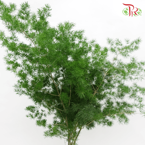 Fish Leaf - Per Bundle-China-prflorist.com.my