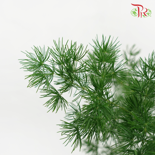 Fish Leaf - Per Bundle-Malaysia-prflorist.com.my