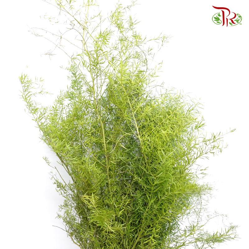 Fish Tail Leaf - (Per Bunch)-China-prflorist.com.my