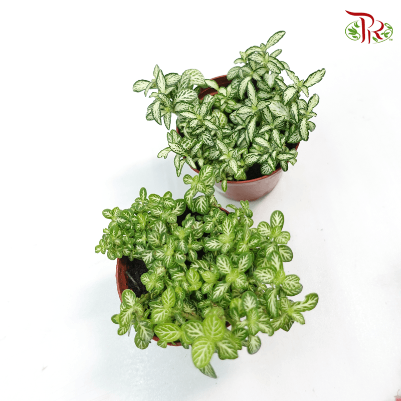 Fittonia《网纹草》