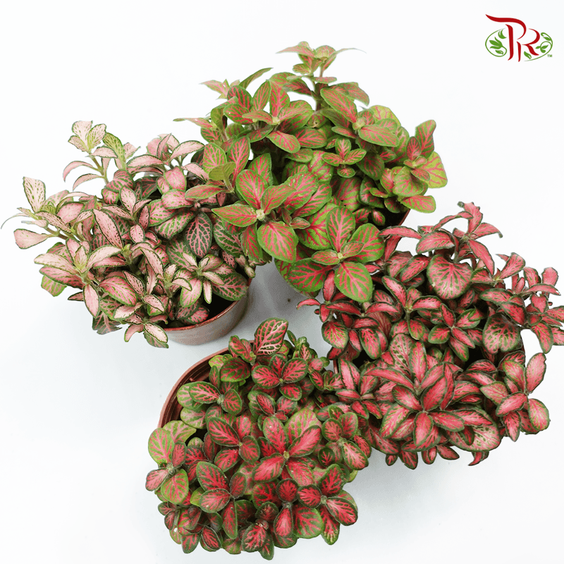 Fittonia《网纹草》