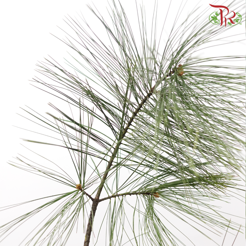 Five Leaved Pine (Per Bunch)-China-prflorist.com.my