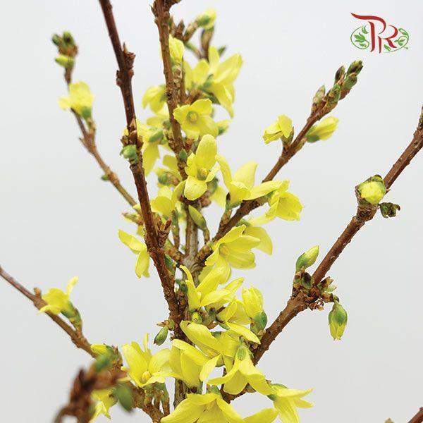Forsythia - (2 Stems)-Netherland-prflorist.com.my