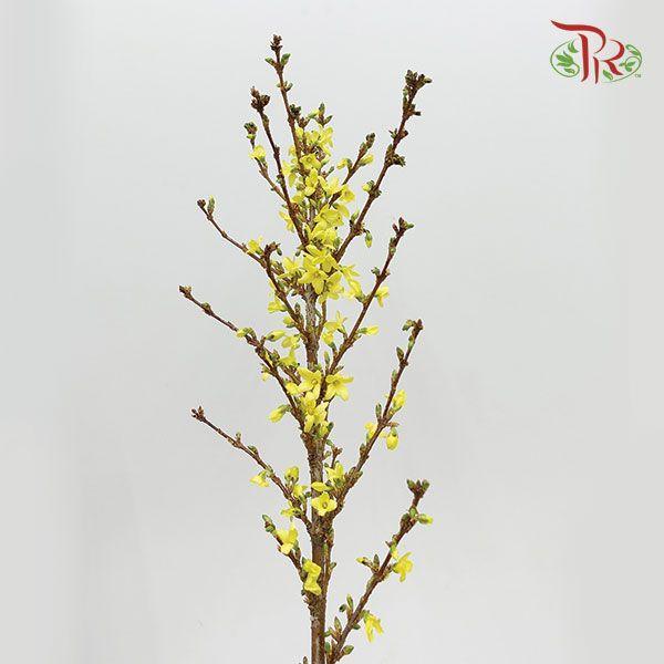 Forsythia - (2 Stems)-Netherland-prflorist.com.my