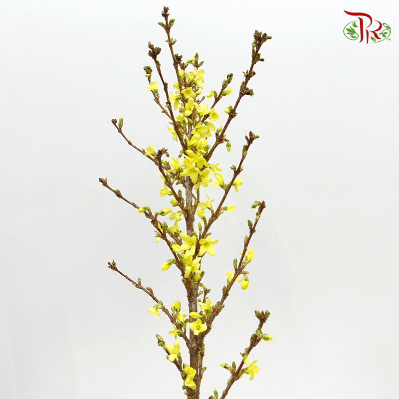 Forsythia (180CM) - 5 Stems - Pudu Ria Florist