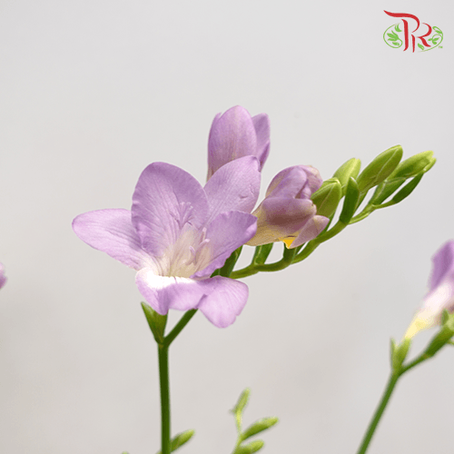 Freesia - Lilac (5 Stems)-Lilac-Netherland-prflorist.com.my