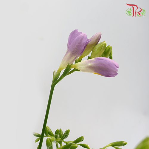 Freesia - Lilac (5 Stems)-Lilac-Netherland-prflorist.com.my