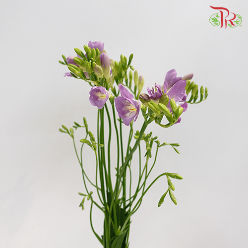 Freesia - Lilac (5 Stems)-Lilac-Netherland-prflorist.com.my