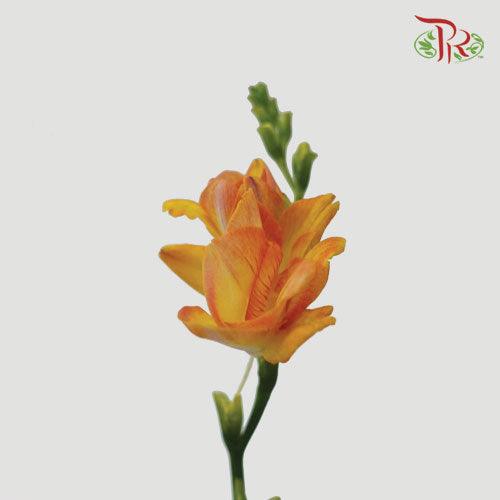 Freesia - Orange (10 Stems)-Orange-Netherland-prflorist.com.my