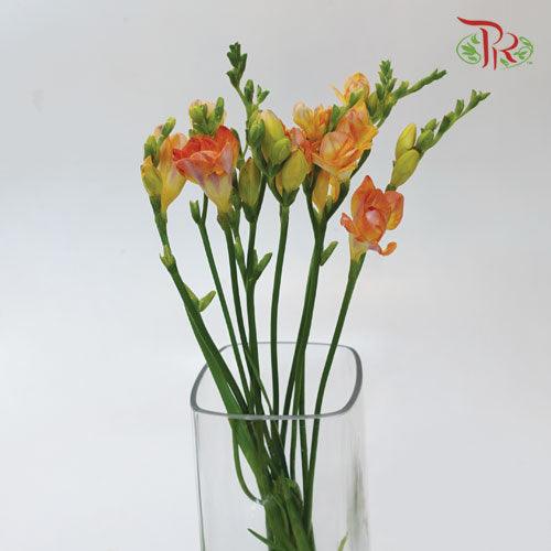 Freesia - Orange (10 Stems)-Orange-Netherland-prflorist.com.my
