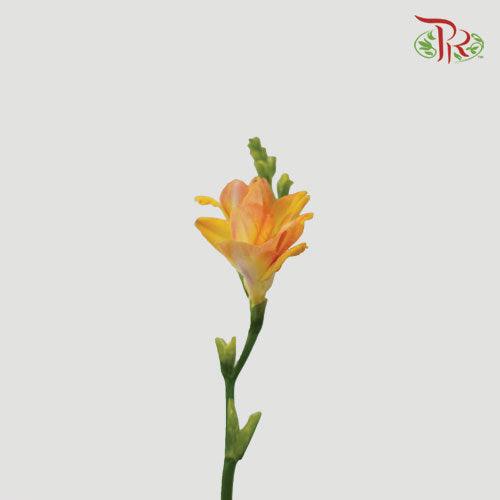 Freesia - Orange (10 Stems)-Orange-Netherland-prflorist.com.my