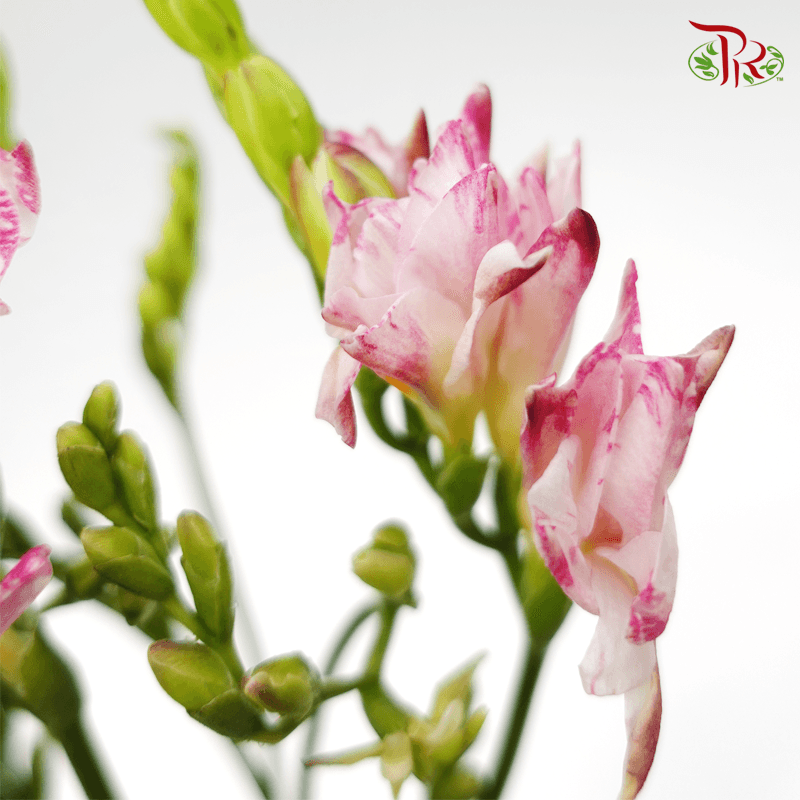 Freesia - Pink (10 Stems)-Pink-China-prflorist.com.my