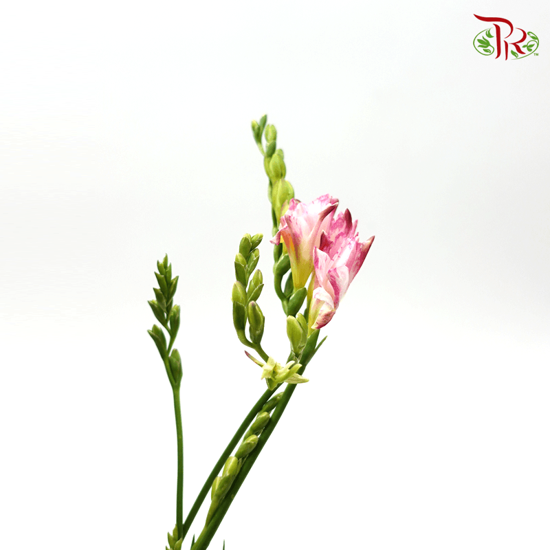Freesia - Pink (10 Stems)-Pink-China-prflorist.com.my