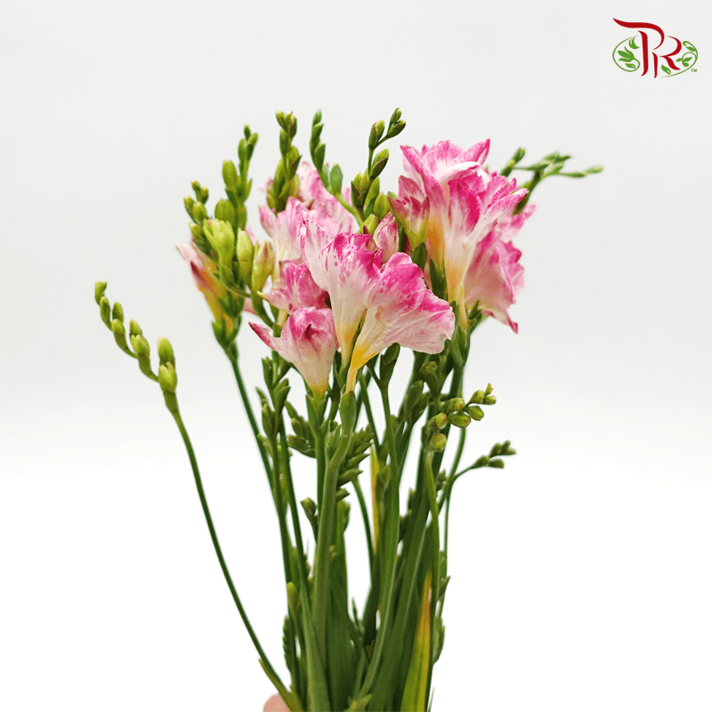 Freesia - Pink (10 Stems)-Pink-China-prflorist.com.my