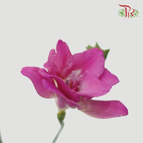 Freesia - Pink (5 Stems)-Pink-Netherland-prflorist.com.my