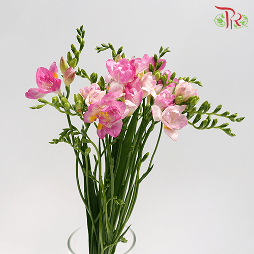 Freesia - Pink (5 Stems)-Pink-Netherland-prflorist.com.my