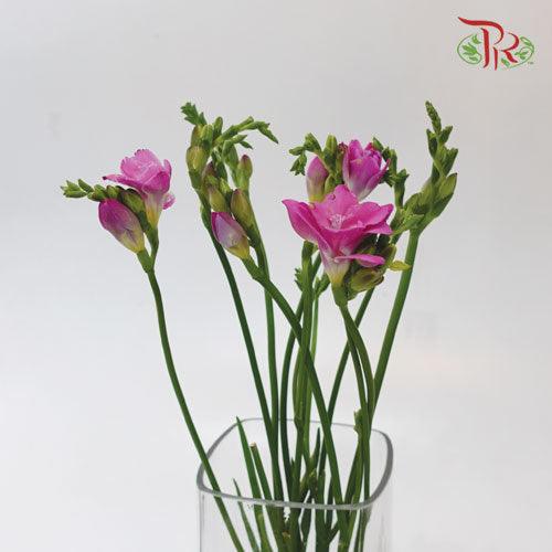 Freesia - Pink (5 Stems)-Pink-Netherland-prflorist.com.my