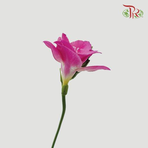 Freesia - Pink (5 Stems)-Pink-Netherland-prflorist.com.my