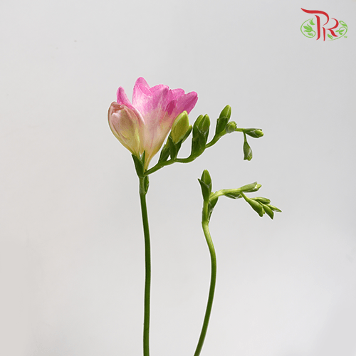 Freesia - Pink (5 Stems)-Pink-Netherland-prflorist.com.my